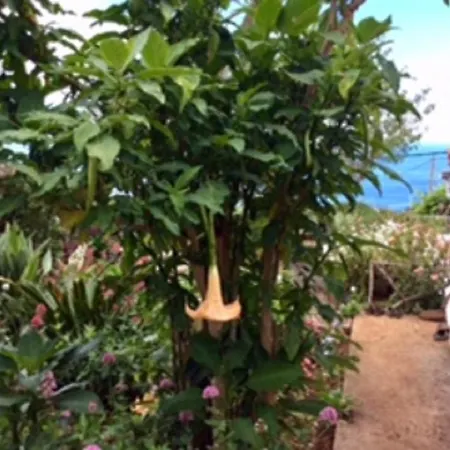 Vakantiehuis Little Norway In Madeira Arco da Calheta (Madeira)